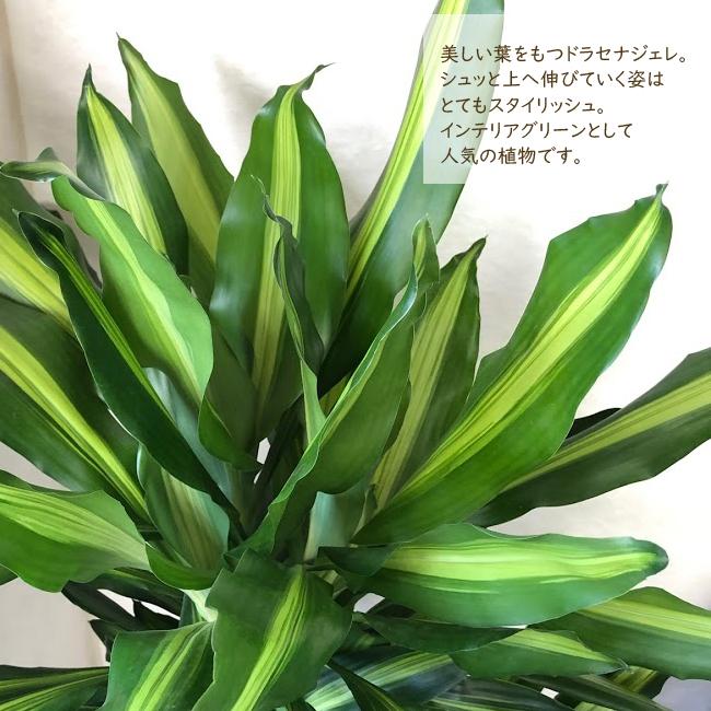 ドラセナジェレ8号鉢+茶カゴ 観葉植物 グリーン 【大型サイズ】｜fkjiyugaoka｜08
