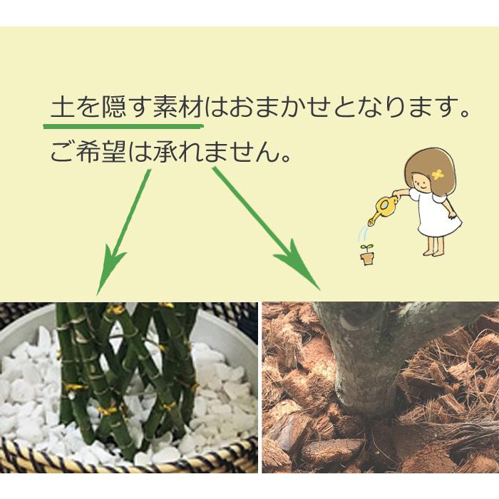 ドラセナジェレ8号鉢+茶カゴ 観葉植物 グリーン 【大型サイズ】｜fkjiyugaoka｜09