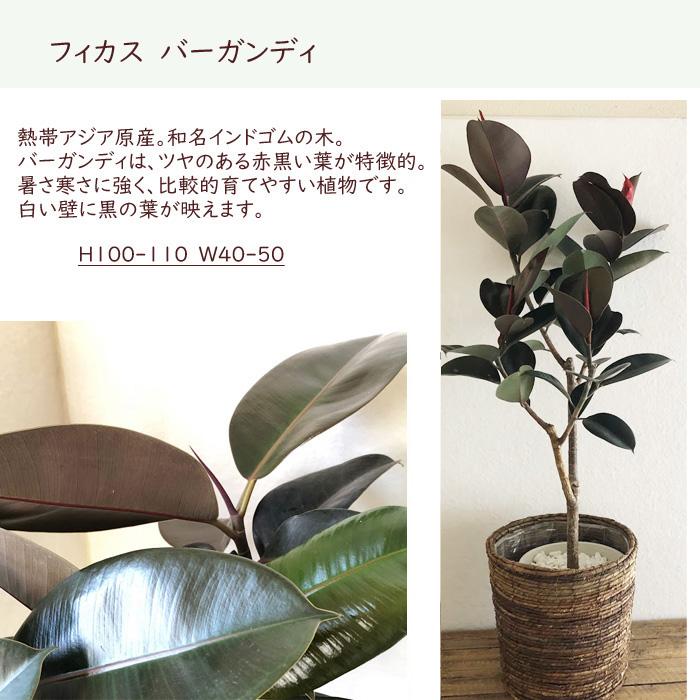 FlowerKitchen フィカスバーガンディ8号鉢+茶カゴ 観葉植物 グリーン