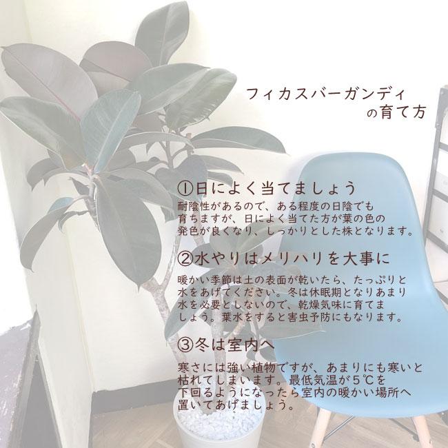 FlowerKitchen フィカスバーガンディ8号鉢+茶カゴ 観葉植物