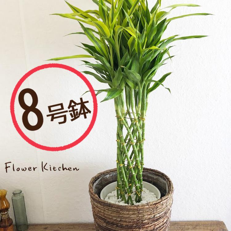 ドラセナサンデリアーナ8号鉢 茶カゴ 観葉植物 グリーン 大型サイズ Kk 0324 Flowerkitchen Jiyugaoka 通販 Yahoo ショッピング