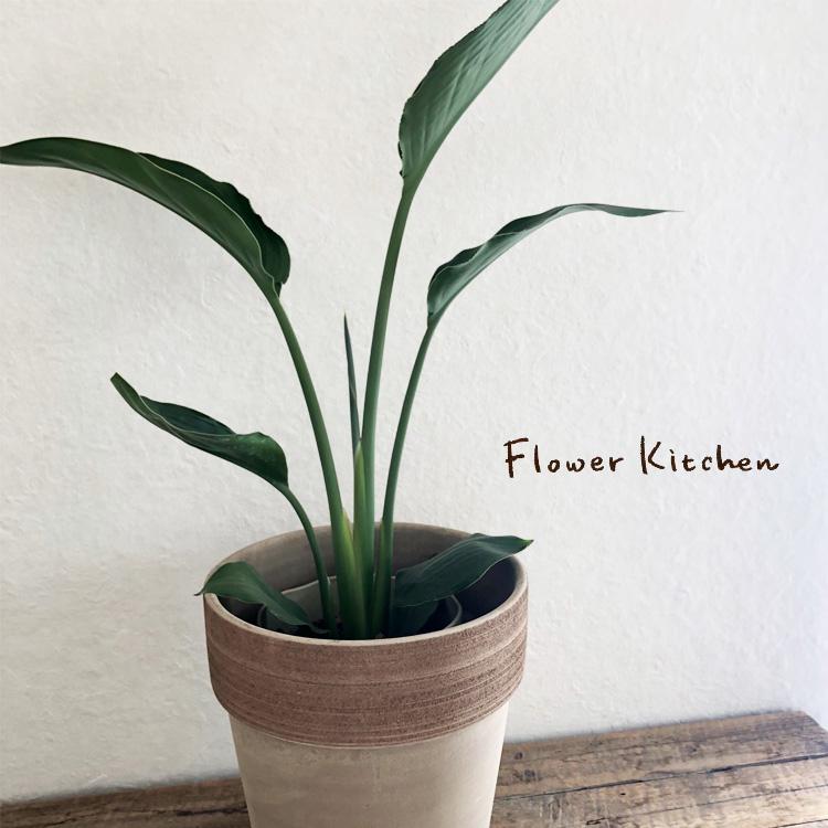 観葉植物 ストレリチア レギネ 6号アルトポット23 テラコッタ鉢 選べる鉢カラー Kk 0341 Flowerkitchen Jiyugaoka 通販 Yahoo ショッピング