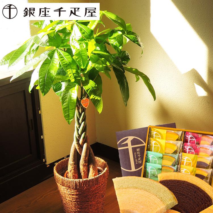 供え 観葉植物 パキラ の鉢植え7号鉢 千疋屋フルーツクーヘン