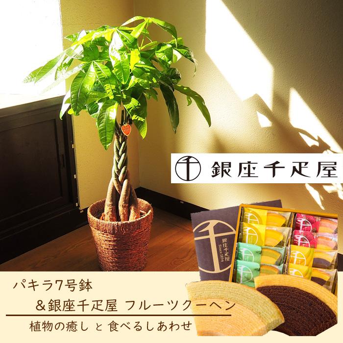 観葉植物 パキラ の鉢植え7号鉢 千疋屋フルーツクーヘン Kk 0352 Flowerkitchen Jiyugaoka 通販 Yahoo ショッピング