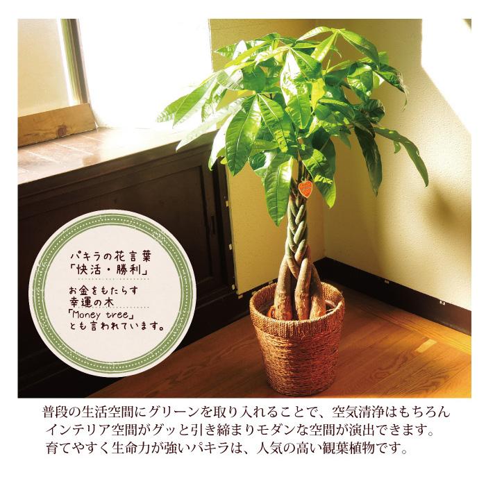 観葉植物　パキラ の鉢植え7号鉢+千疋屋フルーツクーヘン｜fkjiyugaoka｜06