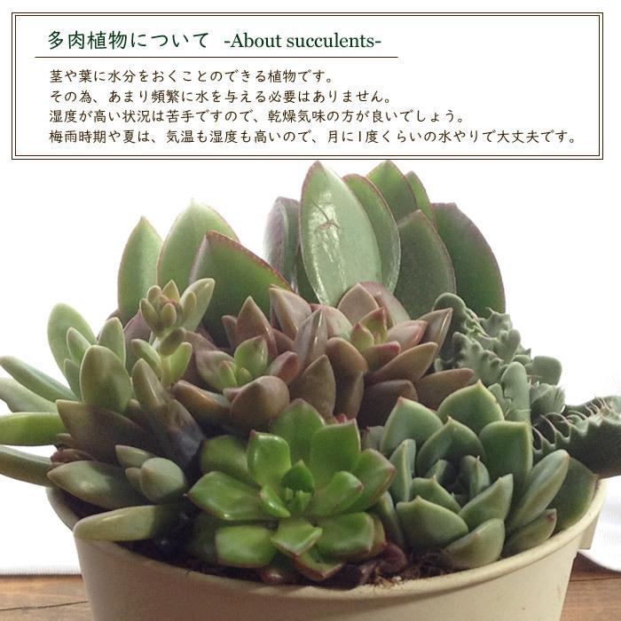 多肉植物 取っ手付きホワイトブリキカップの多肉寄せ植え バレンタイン ホワイトデー ギフト Kk 0353 Flowerkitchen Jiyugaoka 通販 Yahoo ショッピング