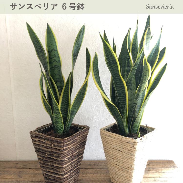 観葉植物 サンスベリア6号 バナナ四角カゴ Fktk Flowerkitchen Jiyugaoka 通販 Paypayモール