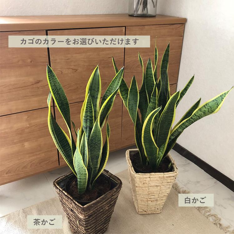 FlowerKitchen 観葉植物 サンスベリア6号 ＋ バナナ四角カゴ FKTK