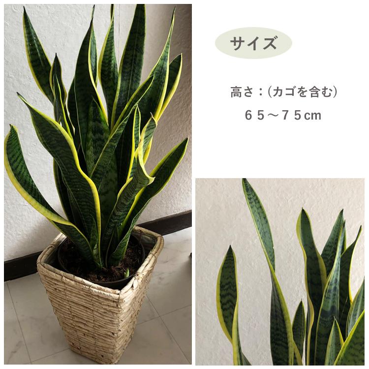 FlowerKitchen 観葉植物 サンスベリア6号 ＋ バナナ四角カゴ FKTK