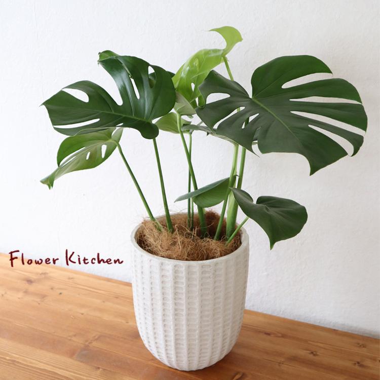 モンステラ 6号鉢 フィレラウンドホワイト鉢 ヤシ繊維 受け皿付 Gf31 Kk 0361 Flowerkitchen Jiyugaoka 通販 Yahoo ショッピング