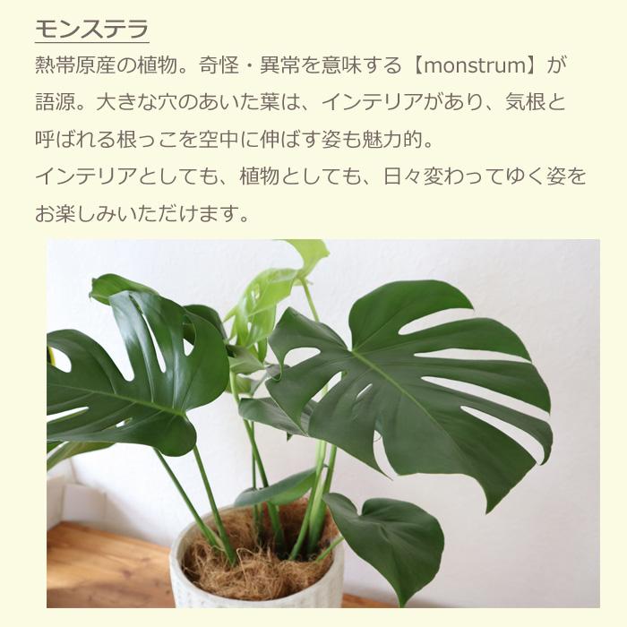 モンステラ LA便 Homalomena “LRx糯鳥”(LA-hyb. 22-127) ホマロメナ Yahoo