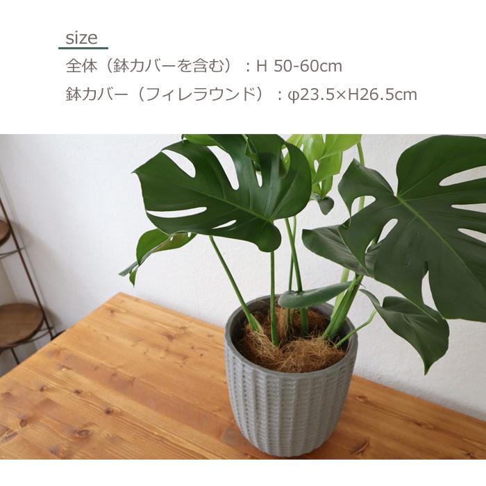 FlowerKitchen モンステラ 6号鉢 フィレラウンドグレー鉢 ヤシ繊維