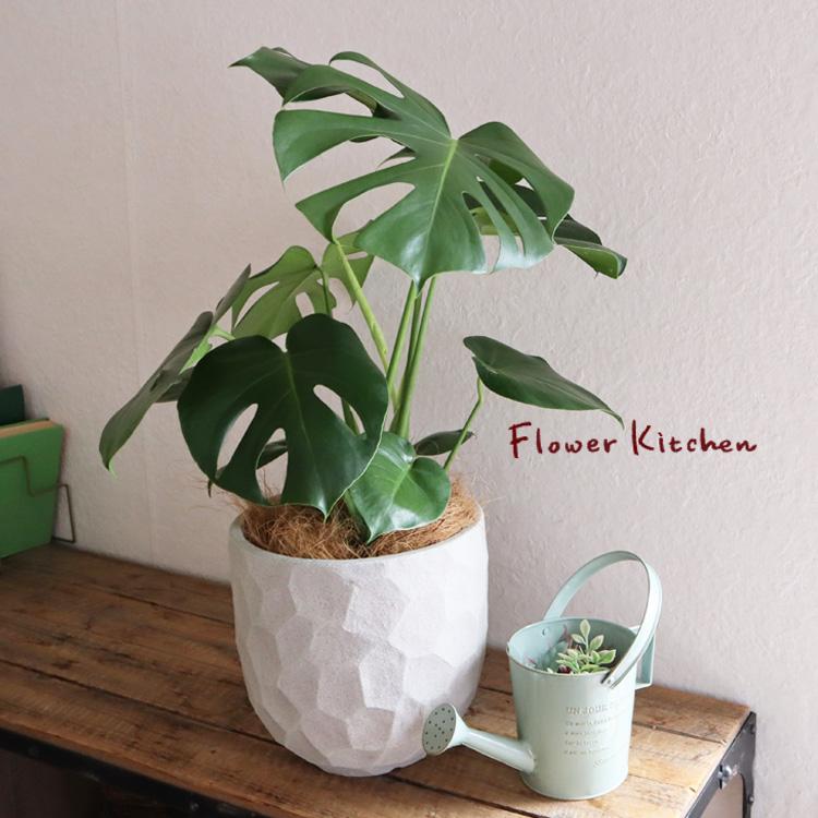 モンステラ 6号鉢 ジオメトリーラウンドw鉢 ヤシ繊維 受け皿付 Gf3285 Kk 0366 Flowerkitchen Jiyugaoka 通販 Yahoo ショッピング