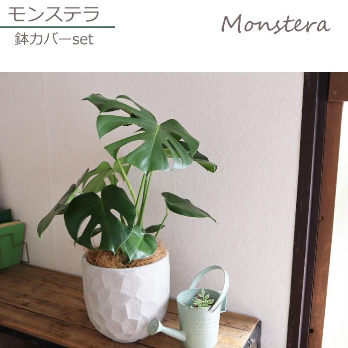 モンステラ 6号鉢 ジオメトリーラウンドホワイト鉢 ヤシ繊維 受け皿付 Gf3285 Kk 0366 Flowerkitchen Jiyugaoka 通販 Yahoo ショッピング