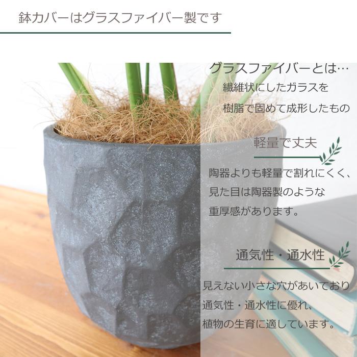 モンステラ 6号鉢 ジオメトリーラウンドブラック鉢 ヤシ繊維・受け皿付（GF3286） 観葉植物 鉢植え FKTK_3