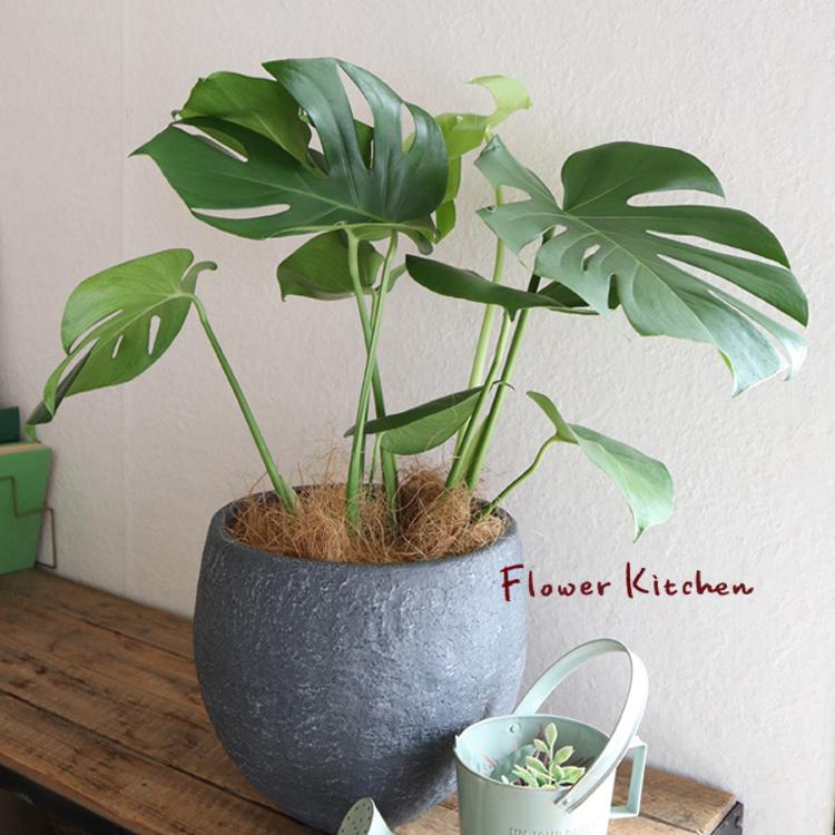 モンステラ 6号鉢 イノルガニックボウルブラック鉢 ヤシ繊維 受け皿付 Gf3301 Kk 0369 Flowerkitchen Jiyugaoka 通販 Yahoo ショッピング