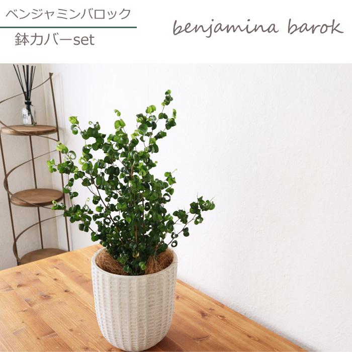 観葉植物 ベンジャミン バロック フィレラウンドホワイト鉢 ヤシ繊維 受け皿付 Gf31 お祝い 開店祝い 開業祝い 引っ越し祝い 新築祝い ギフト プレゼント Kk 0370 Flowerkitchen Jiyugaoka 通販 Yahoo ショッピング