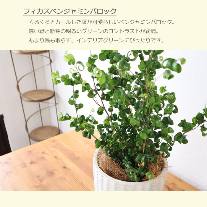 ベンジャミン バロック ジオメトリーボウルブラック鉢 ヤシ繊維 受け皿付 Gf3284 Kk 0373 Flowerkitchen Jiyugaoka 通販 Yahoo ショッピング