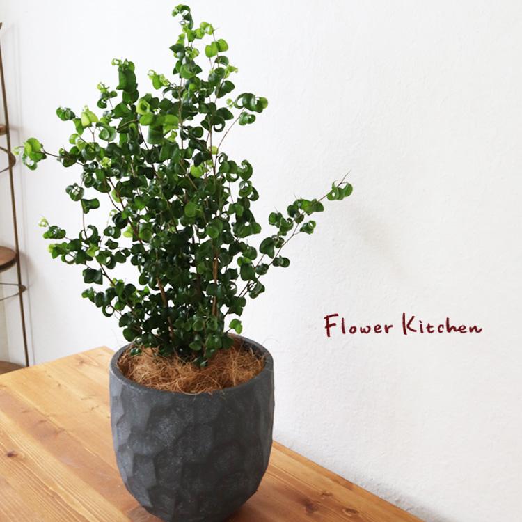 ベンジャミン バロック ジオメトリーラウンドブラック鉢 ヤシ繊維 受け皿付 Gf3286 Kk 0375 Flowerkitchen Jiyugaoka 通販 Yahoo ショッピング