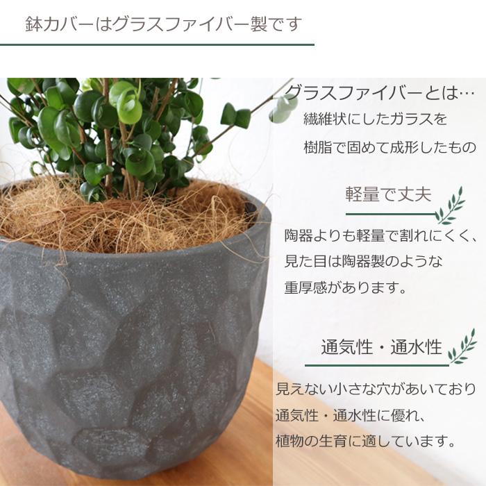 ベンジャミン バロック ジオメトリーラウンドブラック鉢 ヤシ繊維・受け皿付（GF3286）_4