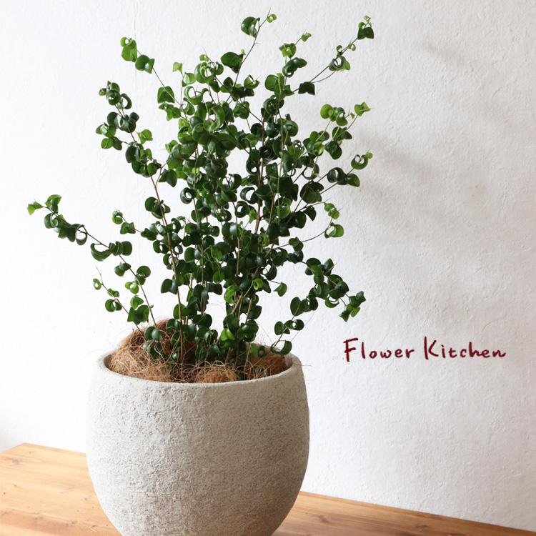 FlowerKitchen ベンジャミン バロック イノルガニックボウル FlowerKitchen ベンジャミン バロック イノルガニックボウル