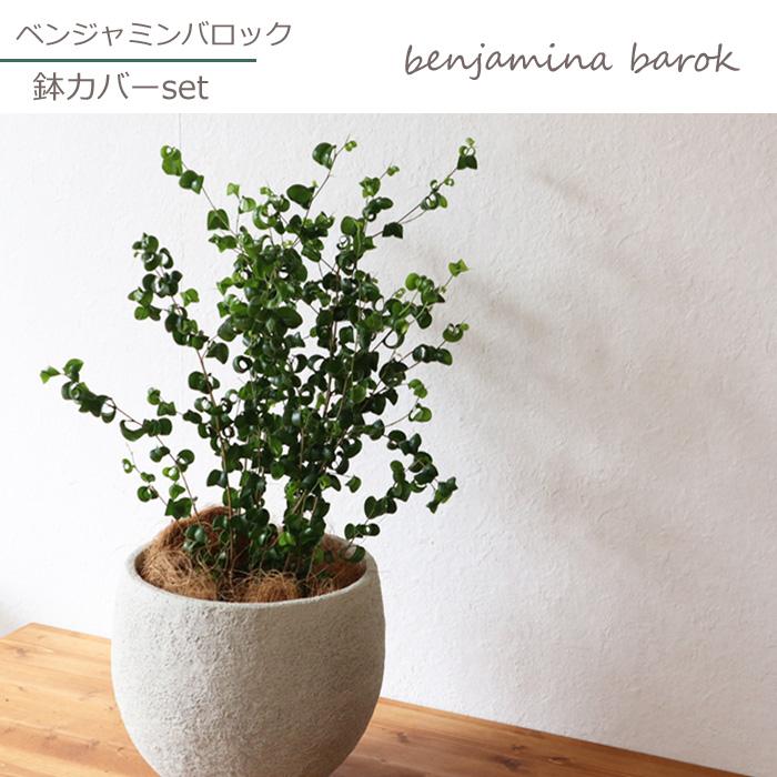 ベンジャミン バロック 鉢植え 観葉植物 ビリジアンブルック ベンジャミン バロック 鉢植え 観葉植物 ビリジアンブルック