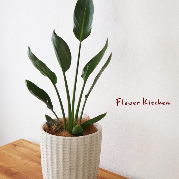 ◎*◎様 ストレリチアレギネ蕾付き６号鉢 ストレチア/ストレリチア レギネ 6号 【セラアート鉢】 | 京橋植物園