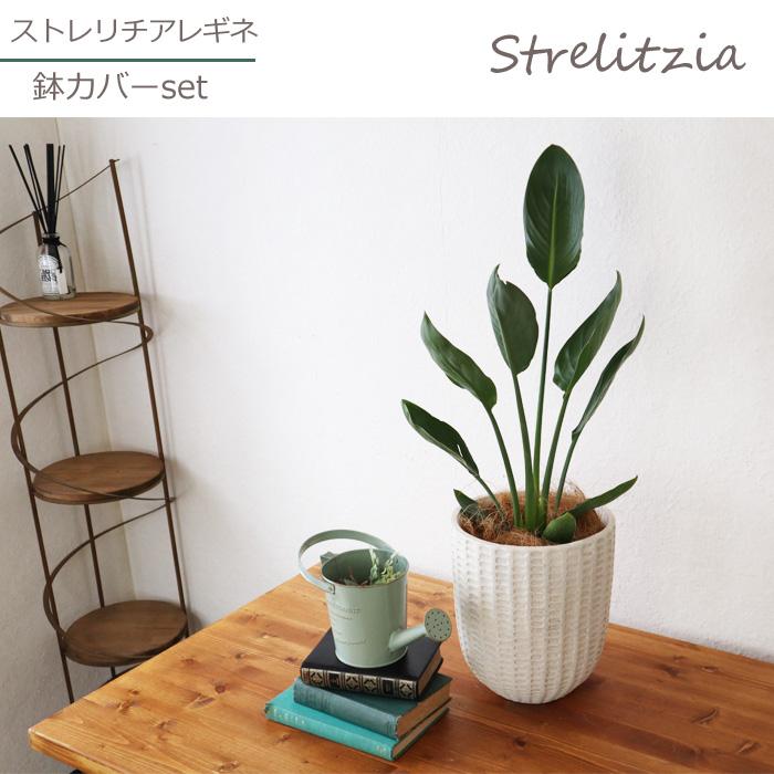 FlowerKitchen ストレリチア レギネ 6号鉢 フィレラウンド ホワイト鉢