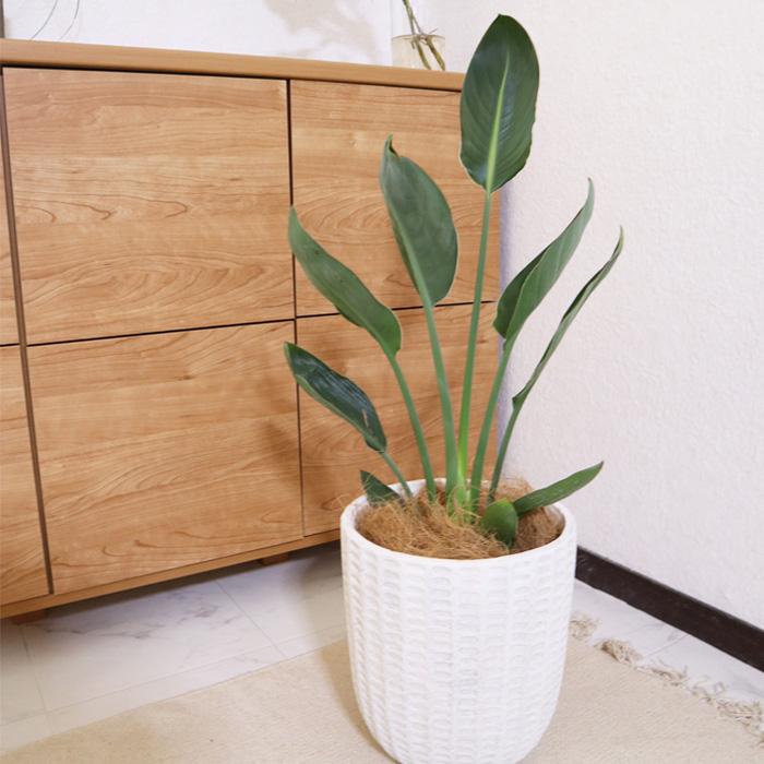 FlowerKitchen ストレリチア レギネ 6号鉢 フィレラウンド ホワイト鉢