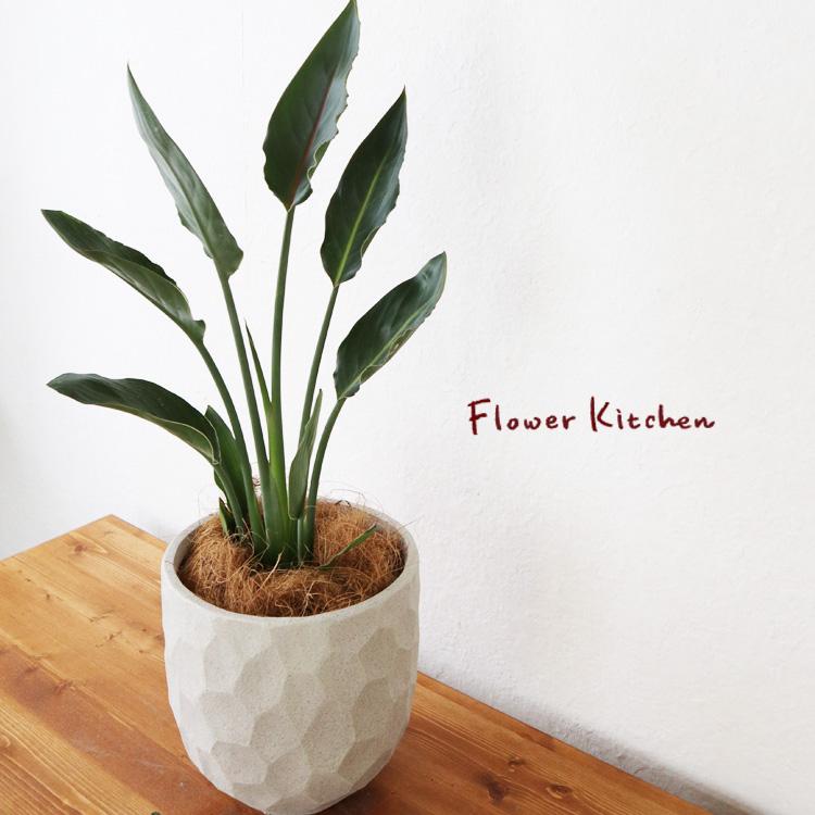 FlowerKitchen ストレリチア レギネ 6号鉢 ジオメトリーラウンド W鉢