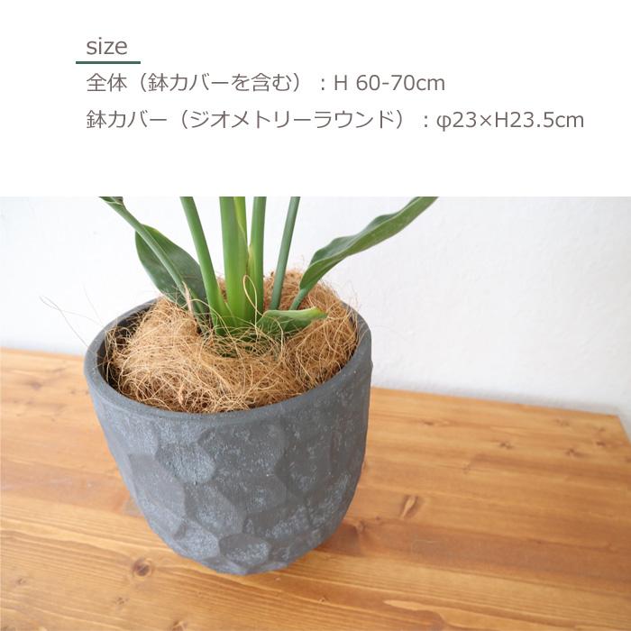 FlowerKitchen ストレリチア レギネ 6号鉢 ジオメトリーラウンド