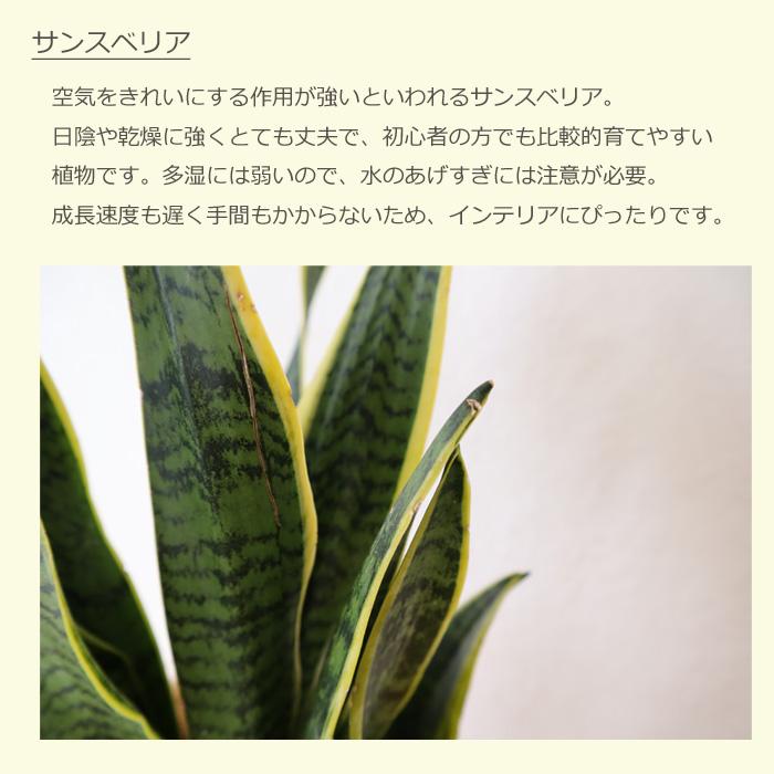 サンスベリア 6号鉢 フィレラウンド ホワイト鉢 ヤシ繊維 受け皿付 Kk 0386 Flowerkitchen Jiyugaoka 通販 Yahoo ショッピング