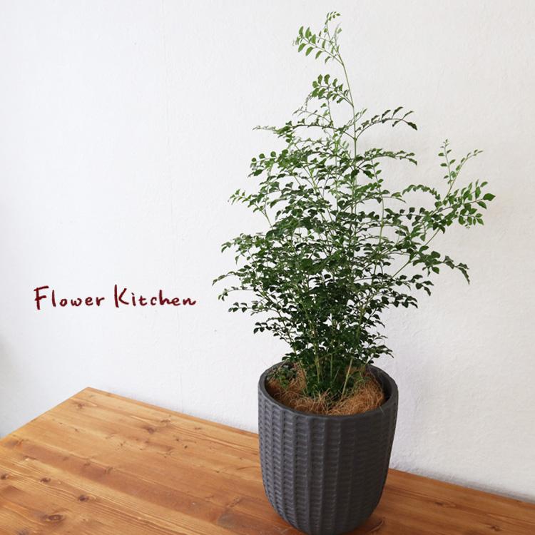 シマトネリコ 6号鉢 フィレラウンド ブラック鉢 ヤシ繊維 受け皿付 Gf31 Kk 0395 Flowerkitchen Jiyugaoka 通販 Yahoo ショッピング