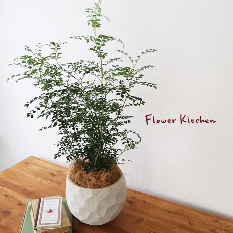 シマトネリコ 6号鉢 ジオメトリーボウル ホワイト鉢 ヤシ繊維 受け皿付 Gf32 Kk 0396 Flowerkitchen Jiyugaoka 通販 Yahoo ショッピング