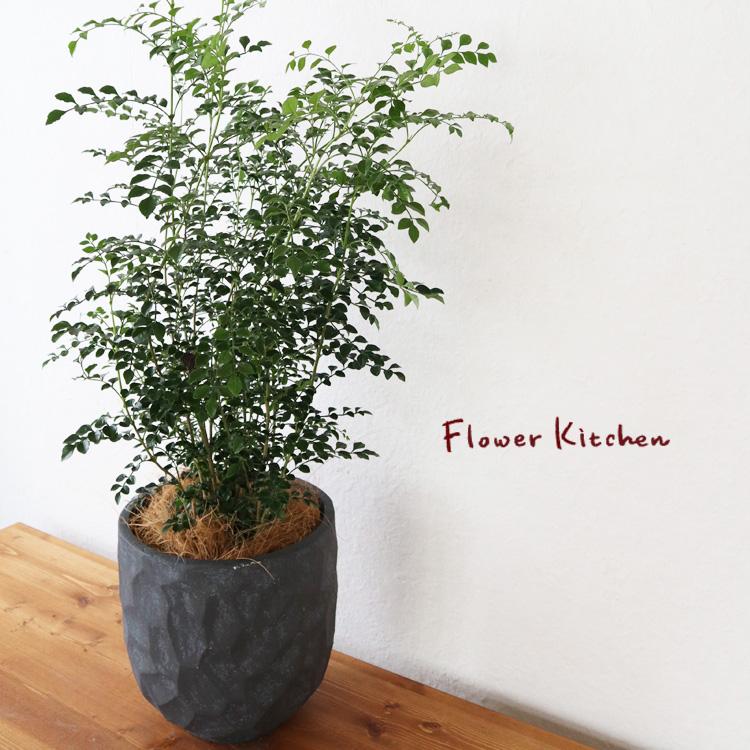 シマトネリコ 6号鉢 ジオメトリーラウンド ブラック鉢 ヤシ繊維 受け皿付 Kk 0399 Flowerkitchen Jiyugaoka 通販 Yahoo ショッピング