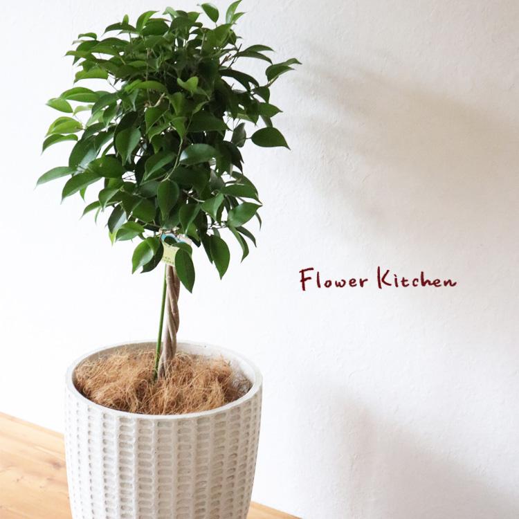 フィカス ベンジャミン 7号鉢 フィレラウンド ホワイト鉢 ヤシ繊維 受け皿付 Gf31 Kk 0423 Flowerkitchen Jiyugaoka 通販 Yahoo ショッピング