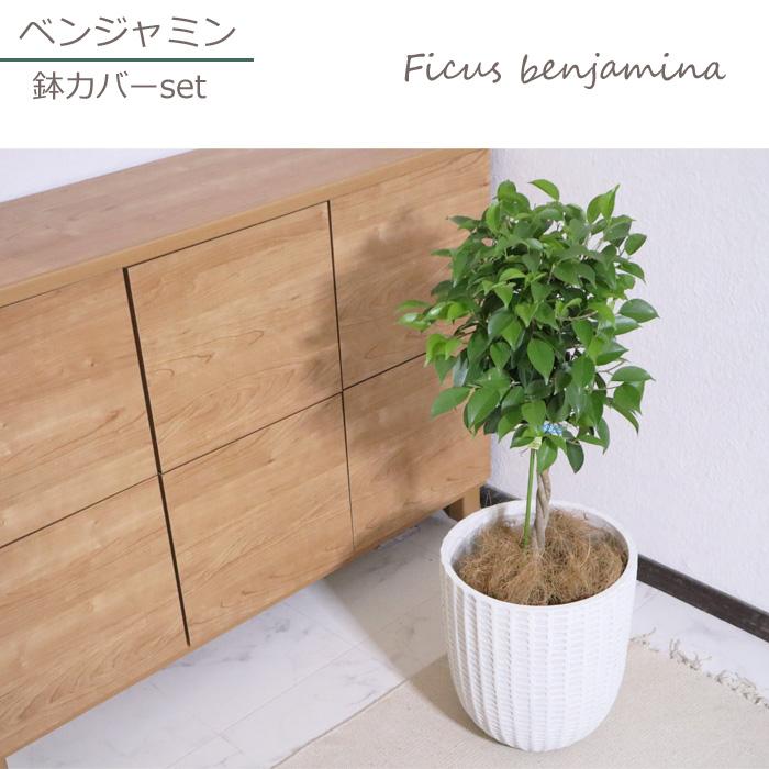 FlowerKitchen フィカス ベンジャミン 7号鉢 フィレラウンド ホワイト