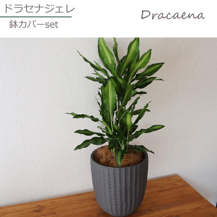 ドラセナ ジェレ 7号鉢 フィレラウンド ブラック鉢 ヤシ繊維 受け皿付 Gf31 Kk 0426 Flowerkitchen Jiyugaoka 通販 Yahoo ショッピング