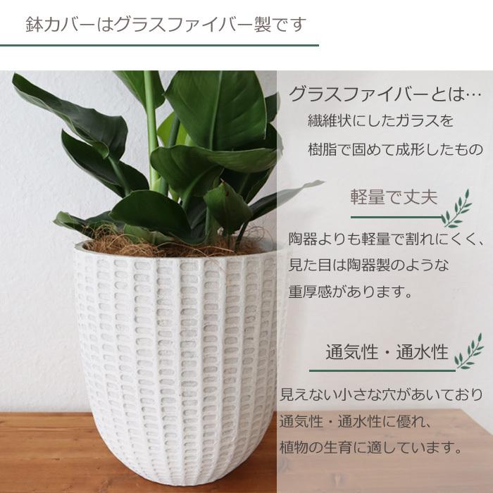 【現品】フェニックス・ロベリニー　8号サイズ　R4番 現品】フェニックス・ロベリニー 8号サイズ R4番 - メルカリ