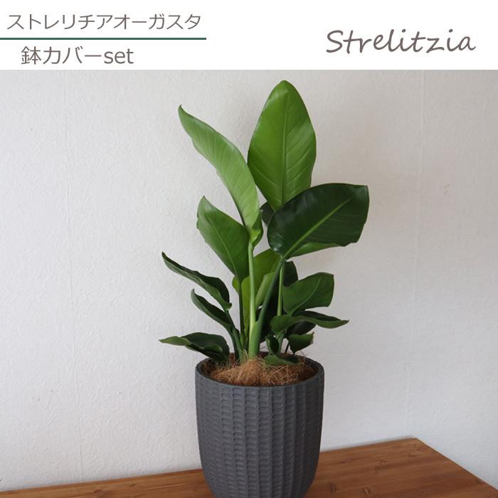 ストレリチア オーガスタ 7号鉢 フィレラウンド ブラック鉢 ヤシ繊維 受け皿付 Gf31 Kk 0428 Flowerkitchen Jiyugaoka 通販 Yahoo ショッピング