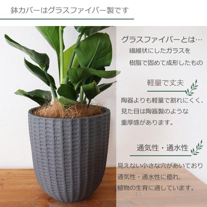 FlowerKitchen ストレリチア オーガスタ 7号鉢 フィレラウンド