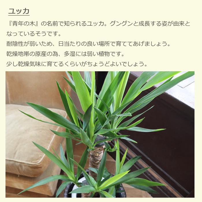 大きめ ユッカ 黒鉢付き ユッカ 8号 スタイリッシュな黒色鉢カバー付き 寒さに強い 観葉