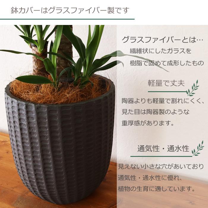 大きめ ユッカ 黒鉢付き ユッカ 8号 スタイリッシュな黒色鉢カバー付き 寒さに強い 観葉