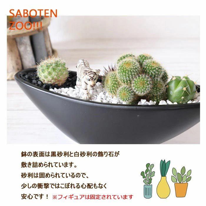 観葉植物 Saboten Zooシリーズ サボテン キンコウマル ホワイトタイガー フィギアつき ブラック陶器鉢 Kk 0458 Flowerkitchen Jiyugaoka 通販 Yahoo ショッピング