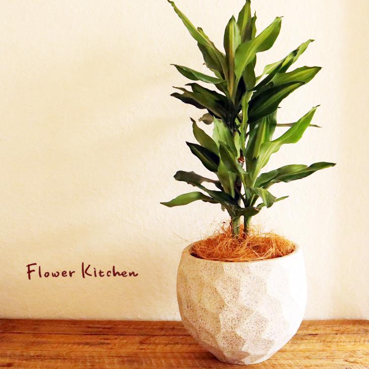 観葉植物 ドラセナ ジェレ 6号鉢 ジオメトリーボウル W ヤシ繊維 受け皿付 Gf32 Flowerkitchen Jiyugaoka 通販 Paypayモール