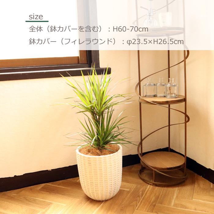 FlowerKitchen 観葉植物 『ドラセナ コンシンネ 6号鉢 フィレ FlowerKitchen 観葉植物 『ドラセナ コンシンネ 6号鉢 フィレ