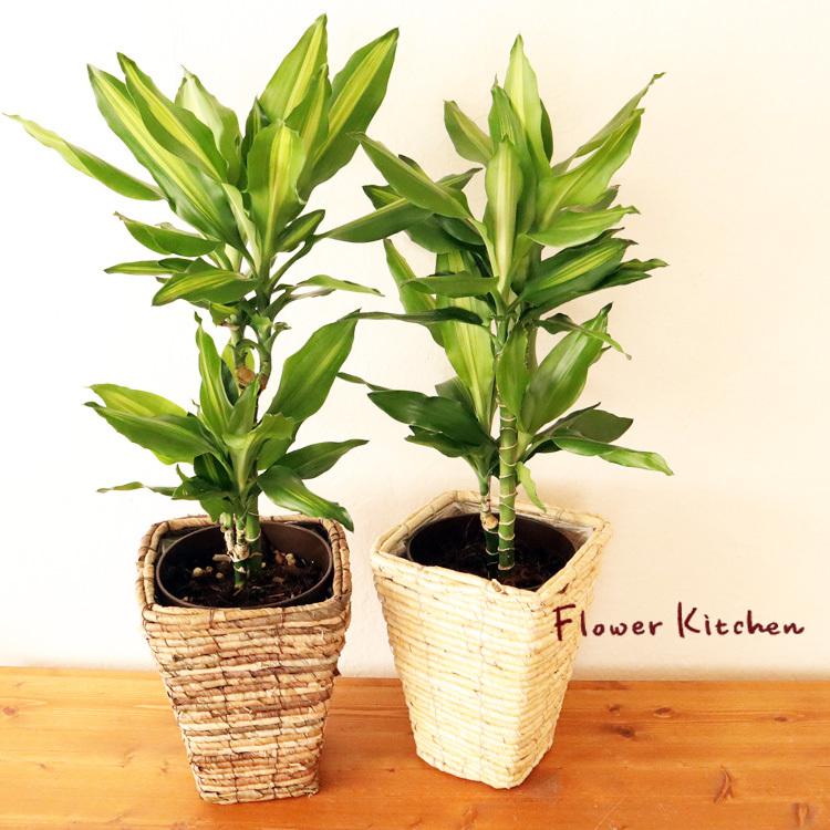 絶品 観葉植物 ドラセナ ジェレ 6号鉢 バナナ四角カゴ