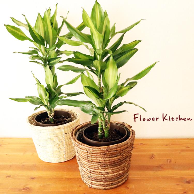 観葉植物 ドラセナ ジェレ 6号鉢 バナナ丸カゴ 受け皿つき Kk 0477 Flowerkitchen Jiyugaoka 通販 Yahoo ショッピング