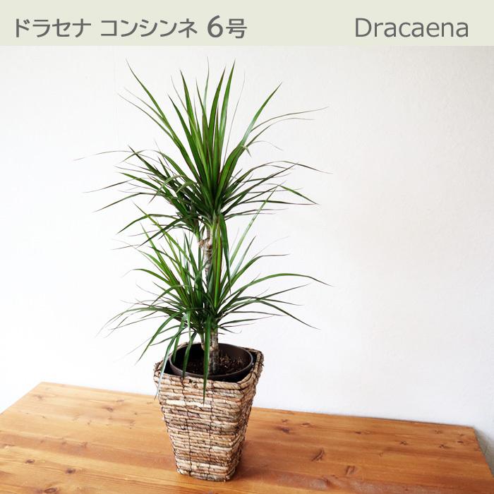 FlowerKitchen 観葉植物 『ドラセナ コンシンネ 6号鉢+バナナ四角カゴ