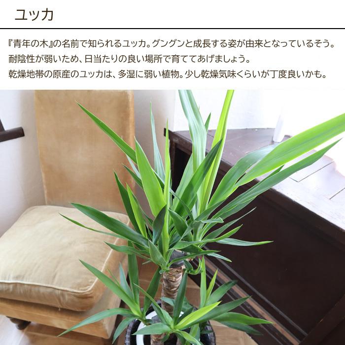 観葉植物 植物と肥料のセット ユッカ 7号鉢 Evo 植物が元気になる肥料 85g Kk 04 Flowerkitchen Jiyugaoka 通販 Yahoo ショッピング
